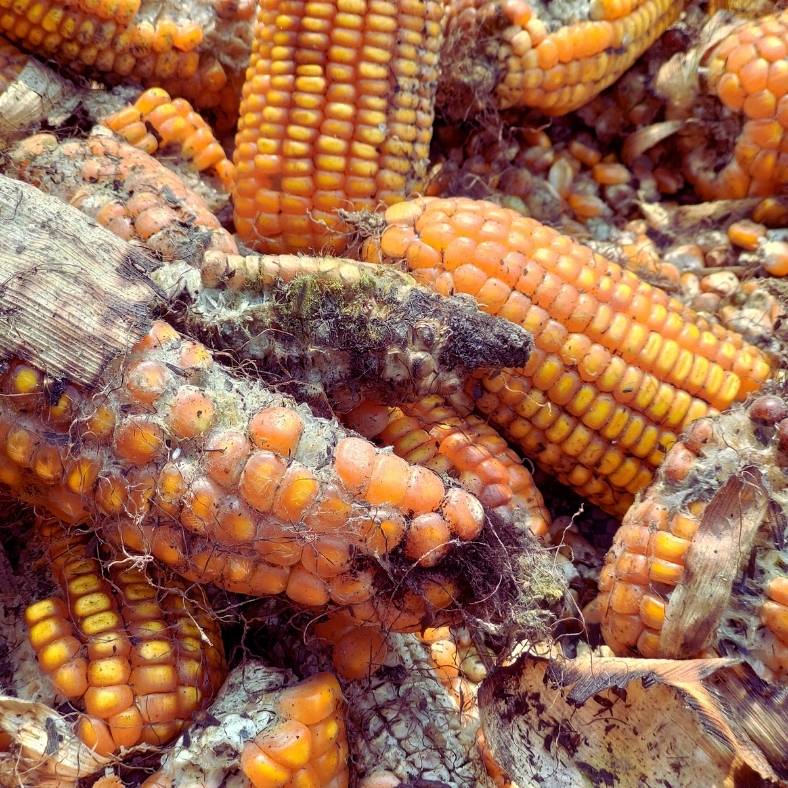 Cereales con moho y posible presencia de micotoxinas.